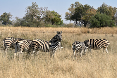 botswana zebra migration