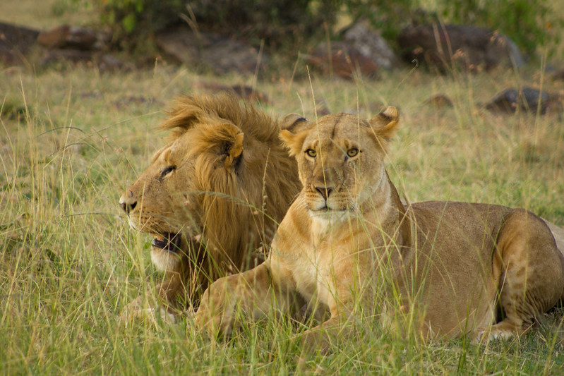 masai mara tours